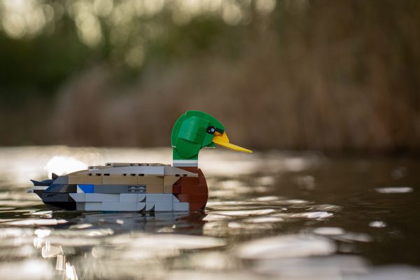 Bring Nature Home — The SKABRAM Bird Collection